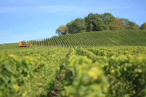 Why Wine Vineyards Are Ripping Out Their Fields in California